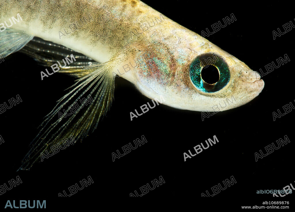The Peruvian Longfin (Aphyolebias peruensis) ranges through slow backwaters of the Peruvian Amazon. It is most common to isolated pools of water in primary rainforest. This specimen photographed in Amazonian Peru, 2019.