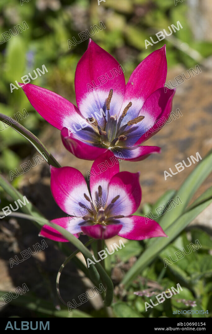 Purple and pink flowers of species tulip, Tulipa pulchella 'Persian Pearl', low growing garden bulb on a rockery in April.
