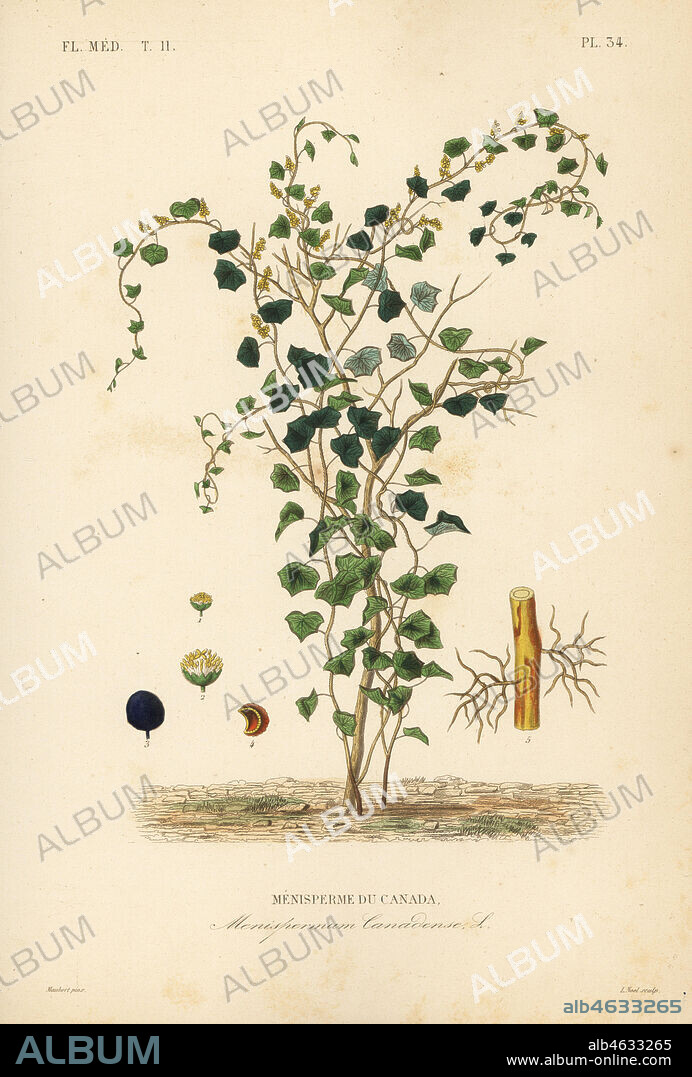 Canadian moonseed or yellow parilla, Menispermum canadense, Menisperme du Canada. Handcoloured steel engraving by Alphonse-Leon Noel after a botanical illustration by Edouard Maubert from Pierre Oscar Reveil, A. Dupuis, Fr. Gerard and Francois Herincqs La Regne Vegetal: Flore Medicale, L. Guerin, Paris, 1864-1871.