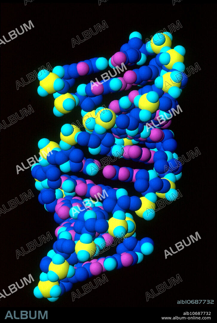 Computer-generated model of Alpha-DNA. The alpha form of DNA is predominant in conditions of desiccation.