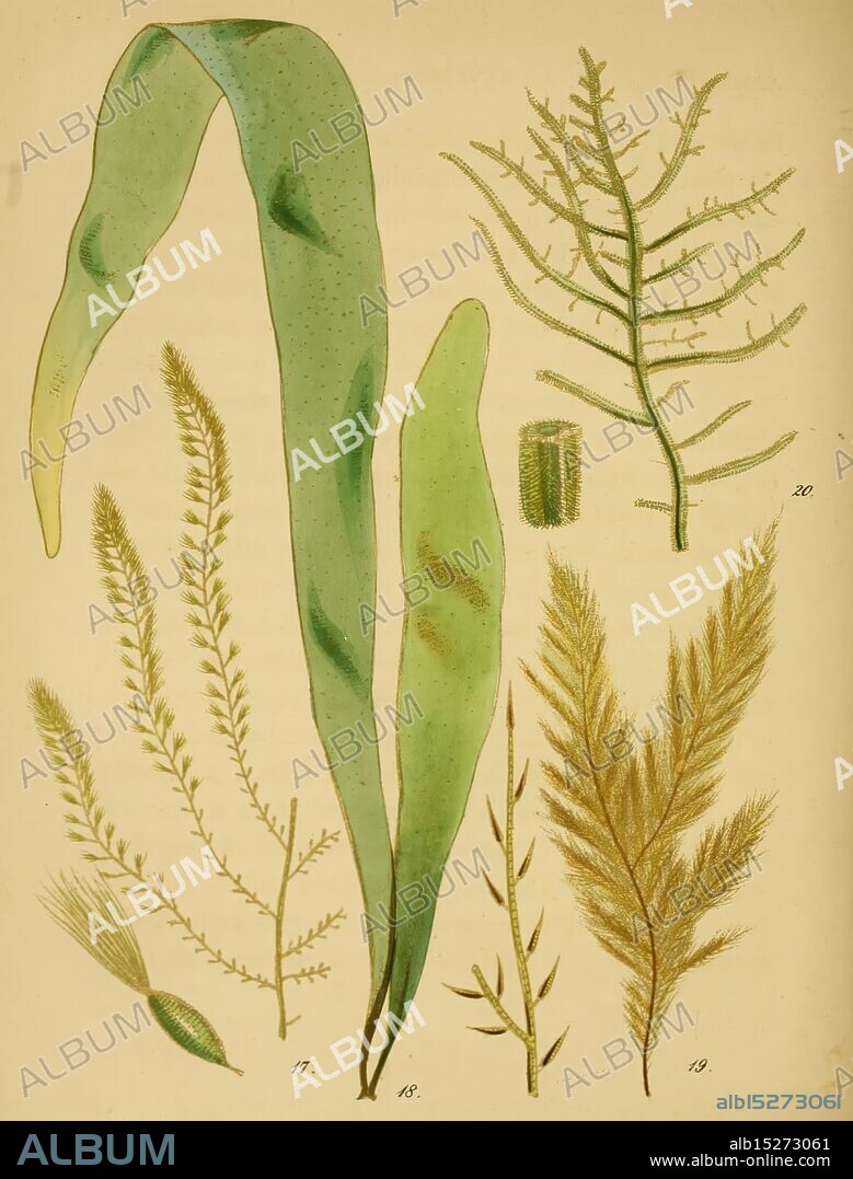 A popular history of British sea-weeds, London, Reeve and Benham, 1851, Great Britain, Marine algae, Woods Hole, A collection of various seaweeds and aquatic plants is displayed, showcasing diverse shapes and sizes. The illustration includes long, slender fronds with delicate, feathery textures alongside broader, flat leaves. Each specimen is labeled with numbers indicating specific designs. The intricate details highlight the natural patterns and colors, emphasizing the beauty and variety found in marine flora.