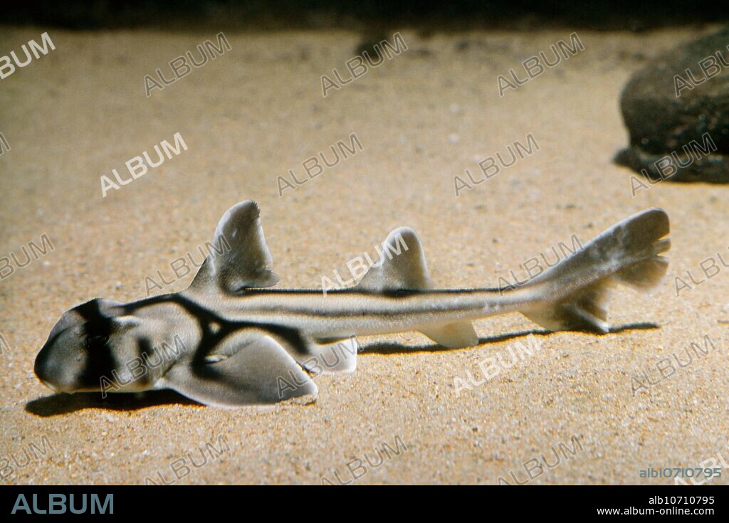 Port Jackson shark (Heterodontus portusjacksoni).