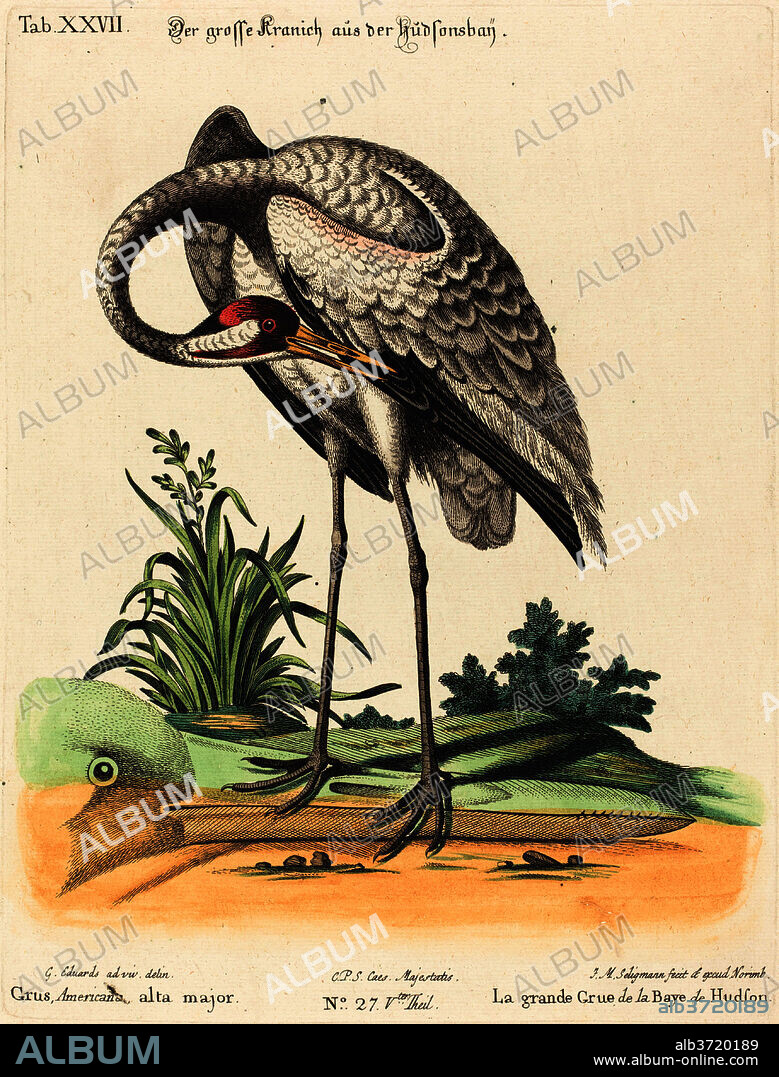 JOHANN MICHAEL SELIGMANN AFTER GEORGE EDWARDS. Grus Americana, alta major. Dimensions: plate: 28.5 x 21.6 cm (11 1/4 x 8 1/2 in.)  sheet: 39 x 25.5 cm (15 3/8 x 10 1/16 in.). Medium: hand-colored etching on laid paper.