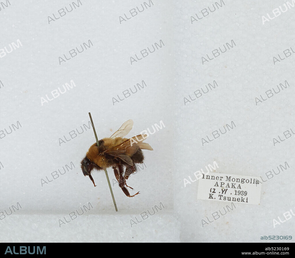 Inter Mongolia, China, Bombus (Subterraneobombus) melanurus Lepeletier, Animalia, Arthropoda, Insecta, Hymenoptera, Apidae, Apinae.