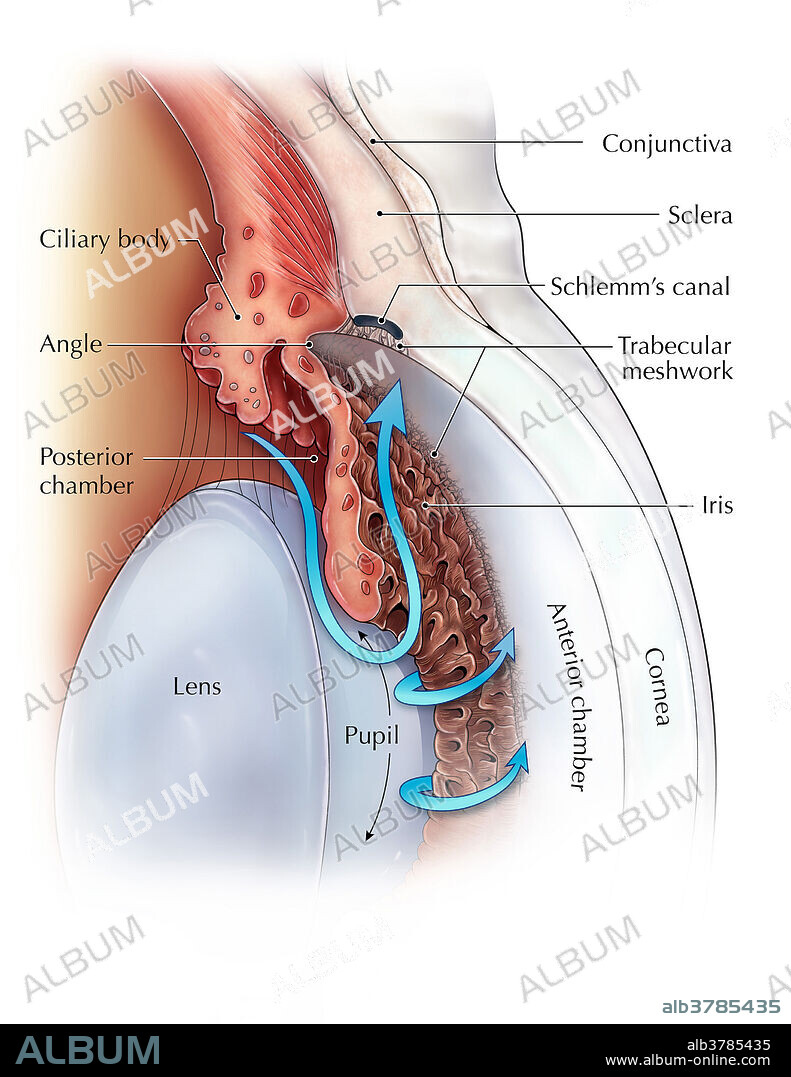 An illustration depicting the outflow pathway of the aqueous humour of the anterior and posterior chambers of the eye. The aqueous humour is a fluid secreted by the ciliary body in order to maintain intraocular pressure and nourish ocular tissue such as the cornea, lens and trabecular network. The fluid is secreted into the posterior chamber and flows through the pupil into the anterior chamber of the eye. From there it travels through the trabecular meshwork and drains into Schlemm's canal.