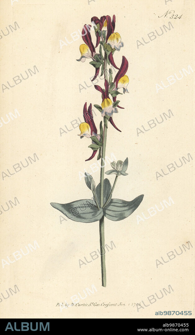 Toadflax, Linaria triphylla. Three-leaved toad-flax, Antirrhinum triphyllum. Native of Spain and Sicily. Handcoloured copperplate engraving after a botanical illustration from William Curtis's Botanical Magazine, Stephen Couchman, London, 1796.