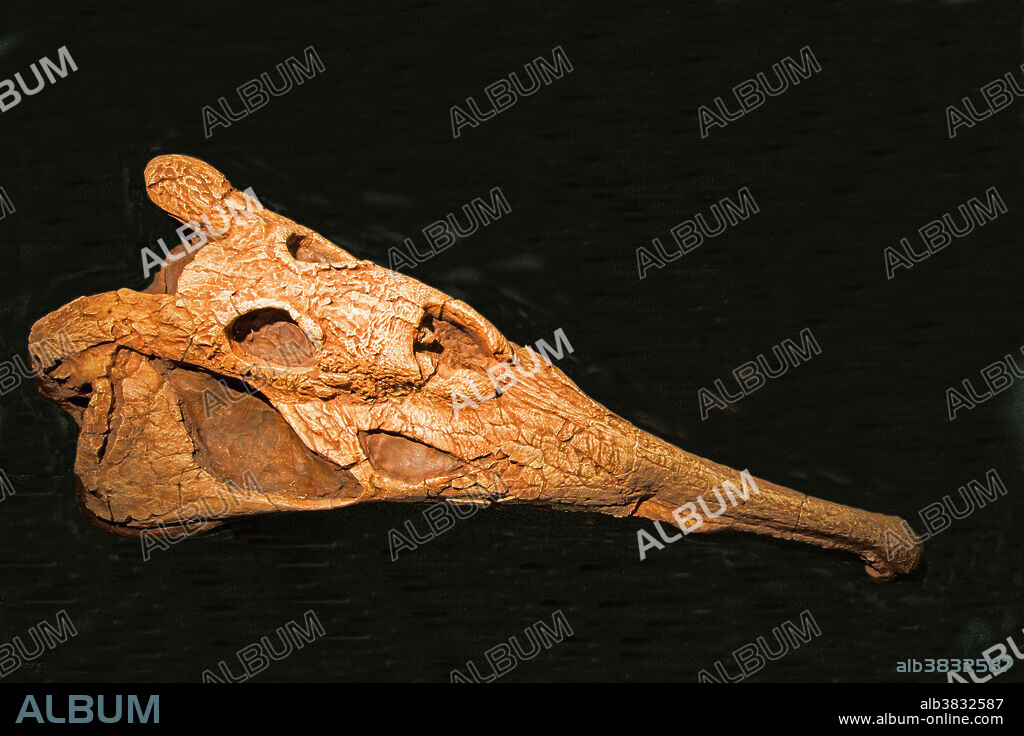 Phytosaur Skull. Mesalands Community College Dinosaur Museum. Tucumcari, New Mexico.