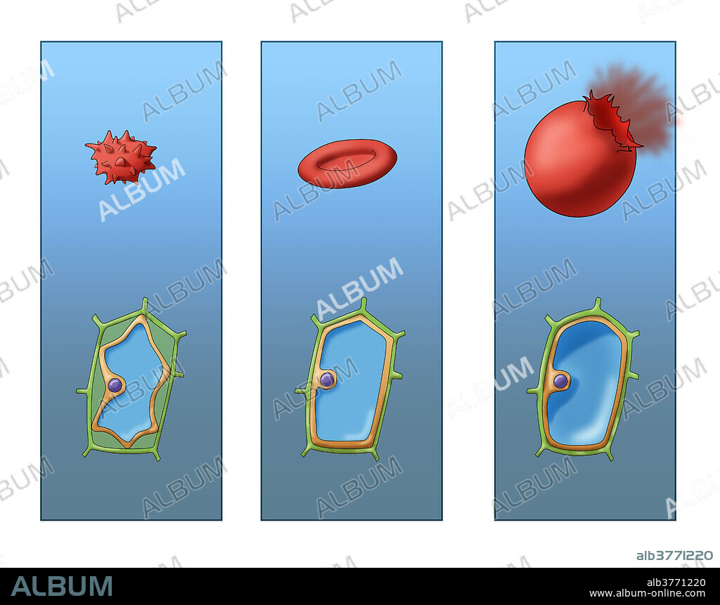 Osmosis Comparison Between Plant & Animal Cells, Illustration.