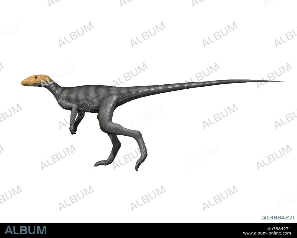 Marasuchus lilloensis is an extinct dinosaur from the Middle Triassic of Argentina.