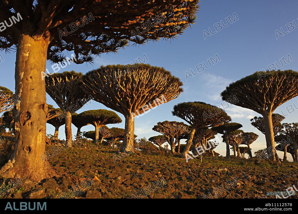 Dragon tree (Dracaena Cinnabari), Socotra Island, Yemen, Middle East.
