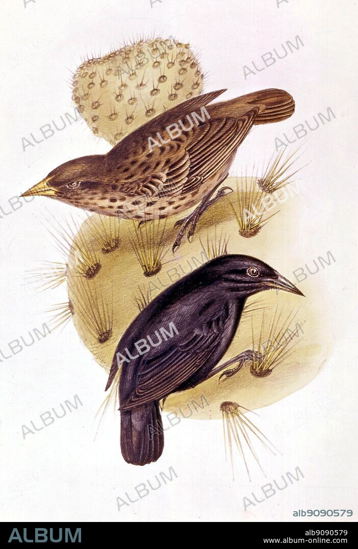The cactus-feeding finches (Cactornis scandens), by John Gould (1804 -1881). Seeing the image of the specialized beaks of these finches suggested evolutionary possibilities to Darwin. From Darwin and the Beagle by Alan Moorhead, page 200.