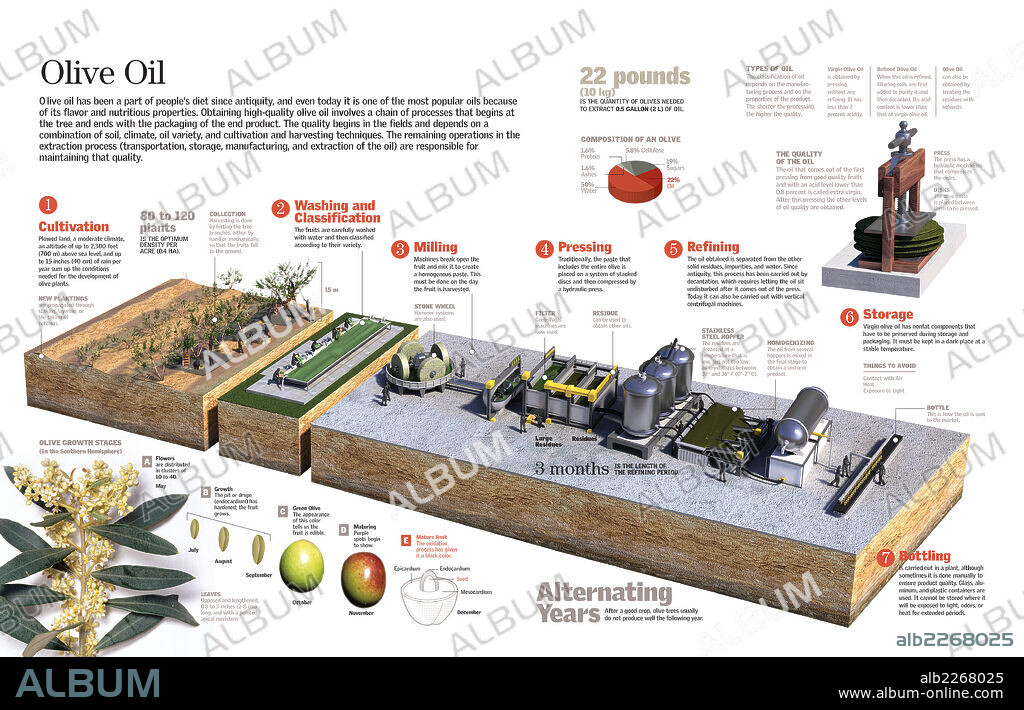 OLIVE OIL. Infographic of the olive oil  production process.