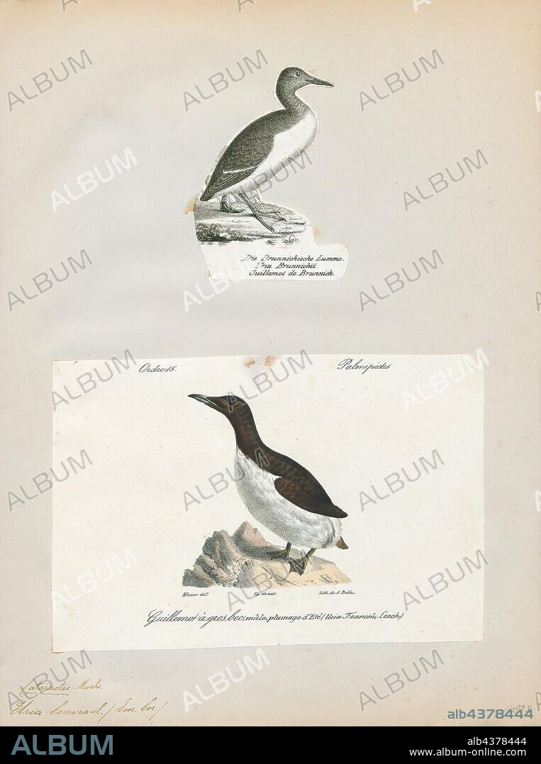 Uria lomvia, Print, The thick-billed murre or Brünnich's guillemot (Uria lomvia) is a bird in the auk family (Alcidae). This bird is named after the Danish zoologist Morten Thrane Brünnich. The very deeply black North Pacific subspecies Uria lomvia arra is also called Pallas' murre after its describer. The genus name is from Ancient Greek ouria, a waterbird mentioned by Athenaeus. The species term lomvia is a Swedish word for an auk or diver. The English "guillemot" is from French guillemot probably derived from Guillaume, "William". "Murre" is of uncertain origins, but may imitate the call of the common guillemot., 1700-1880.