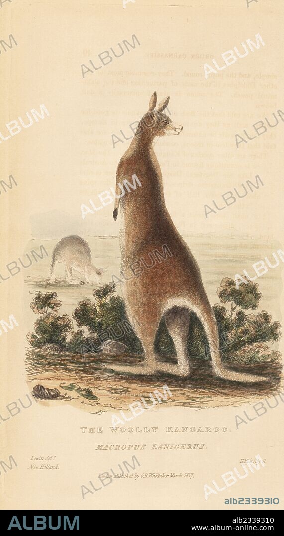Red kangaroo, Macropus rufus (Woolly kangaroo, Macropus lanigerus). Illustration by John Lewin. Handcoloured copperplate engraving by H. Kearsley from Edward Griffith's The Animal Kingdom by the Baron Cuvier, London, Whittaker, 1827.