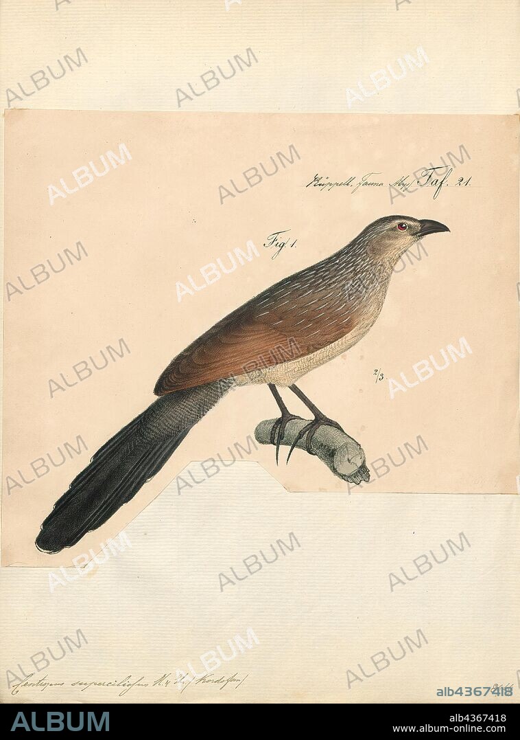 Centropus superciliosus, Print, The white-browed coucal or lark-heeled cuckoo (Centropus superciliosus), is a species of cuckoo in the Cuculidae family. It is found in sub-Saharan Africa. It inhabits areas with thick cover afforded by rank undergrowth and scrub, including in suitable coastal regions. Burchell's coucal is sometimes considered a subspecies., 1835.