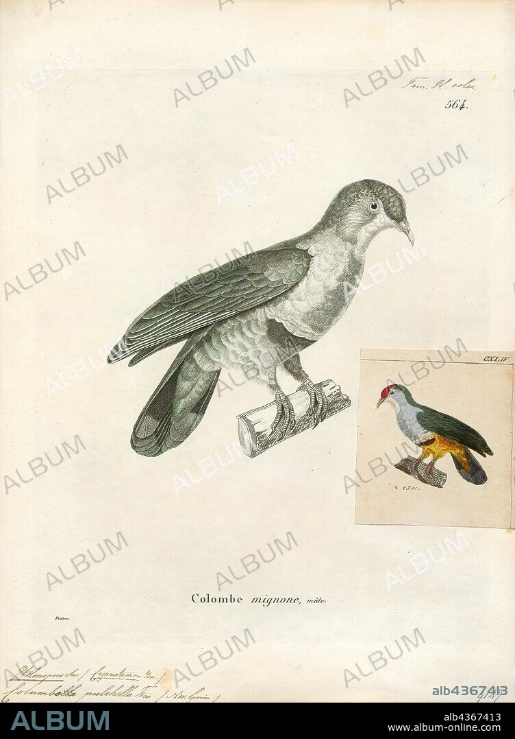 Ptilinopus pulchellus, Print, The beautiful fruit dove (Ptilinopus pulchellus), also known as the rose-fronted pigeon or crimson-capped fruit dove, is a small, approximately 19 cm long, mainly green fruit dove. It has a red crown, whitish throat, a greenish-yellow bill and purplish-red feet. It has a blue-grey breast and yellowish orange belly, with a reddish purple patch in between. Both sexes are similar., 1700-1880.