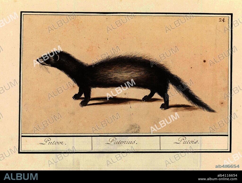 ANSELMUS BOËTIUS DE BOODT. Bunzing (Mustela putorius). Putoor. / Putorius. / Putois. (title on object). Draughtsman: Anselmus Boëtius de Boodt. Draughtsman: Elias Verhulst. Dating: 1596 - 1610. Place: Praag. Measurements: h 154 mm × w 267 mm.