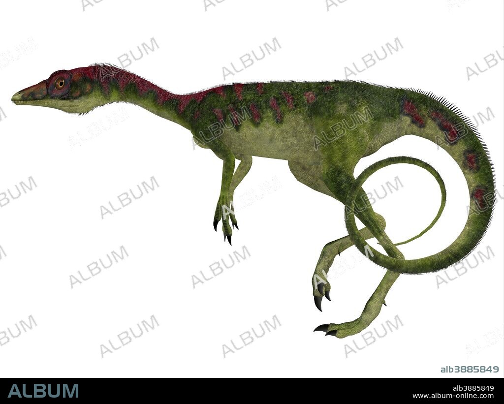 Compsognathus dinosaur, side profile. Compsognathus was a small carnivorous theropod that lived during the Jurassic Period of Europe.