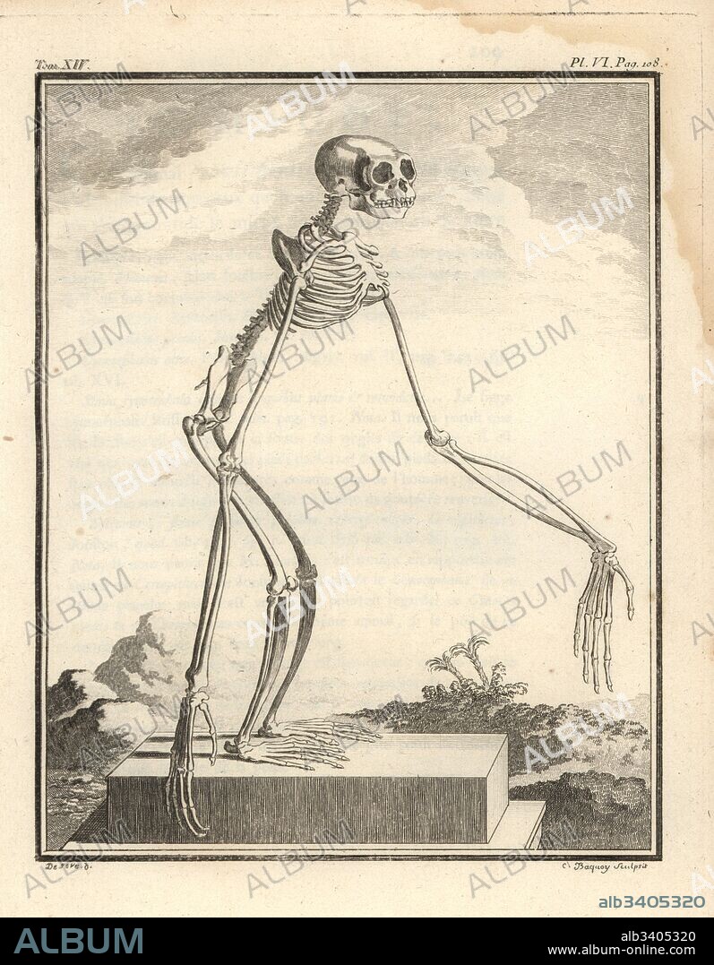 Agile gibbon skeleton, Hylobates agilis. Engandered. Le grand gibbon. Copperplate engraving by Baquoy after an illustration by Jacques de Seve from Georges-Louis Leclerc, Comte de Buffon's Histoire Naturelle, Imprimerie Royale, Paris, 1766.