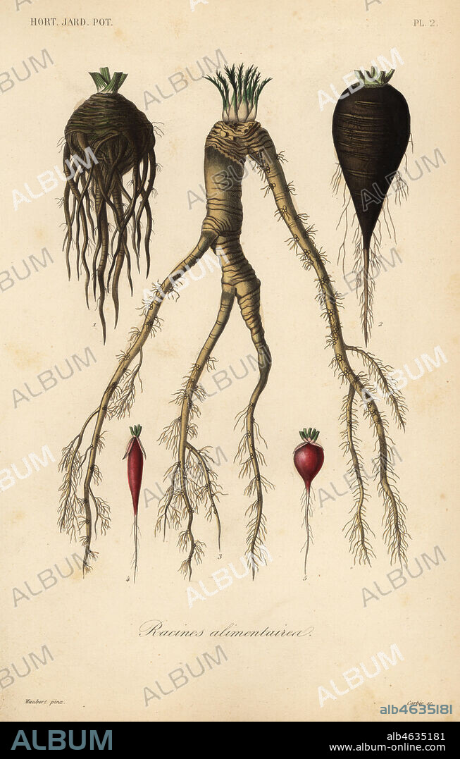 Root vegetables, racines alimentaires. Celery, Apium graveolens, black Spanish radish, Raphanus sativus niger, horseradish, Cochlearia armorica, radish, Raphanus sativus oblongus and Raphanus sativus radicula. Handcoloured steel engraving by Corbie after a botanical illustration by Edouard Maubert from Pierre Oscar Reveil, A. Dupuis, Fr. Gerard and Francois Herincqs La Regne Vegetal: Horticulture: Jardin Potager et Jardin Fruitier, L. Guerin, Paris, 1864-1871.