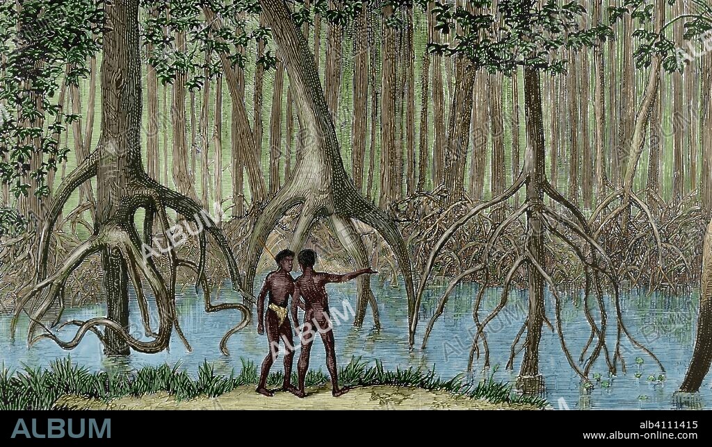 Africa. Expedición inglesa al Congo. Bosque de "mangroves" (manglares) en un pantano. Dibujo de B. Balaca. Grabado. La Ilustración Española y Americana, 8 de febero de 1876. Coloreado.