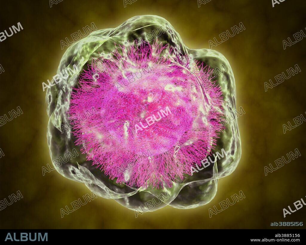 Conceptual image of cytoskeleton. The cytoskeleton is a cellular scaffolding or skeleton contained within a cell's cytoplasm, and is present in all cells.