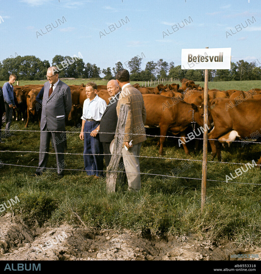 ARKIV 1964-06-25. Sovjetunionens regeringschef Nikita Chrusjtjov går i kohagen bland betande kor med statsminister Tage Erlander och godsherren Bengt Weijber på Hagbyberga gård i Södermanland där sovjetledaren studerar svenskt lantbruk, i samband Chrusjtjovs officiella besök i Sverige 25:e juni 1964.. Foto: Jan Collsiöö / SCANPIX / Kod: 1001.