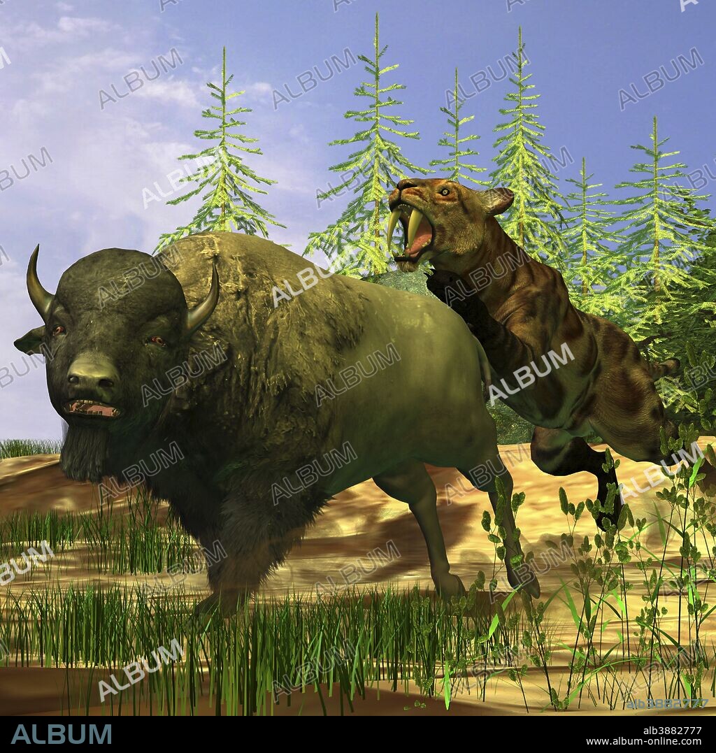 A Saber-Tooth cat pounces onto a frightened Buffalo in prehistoric times.