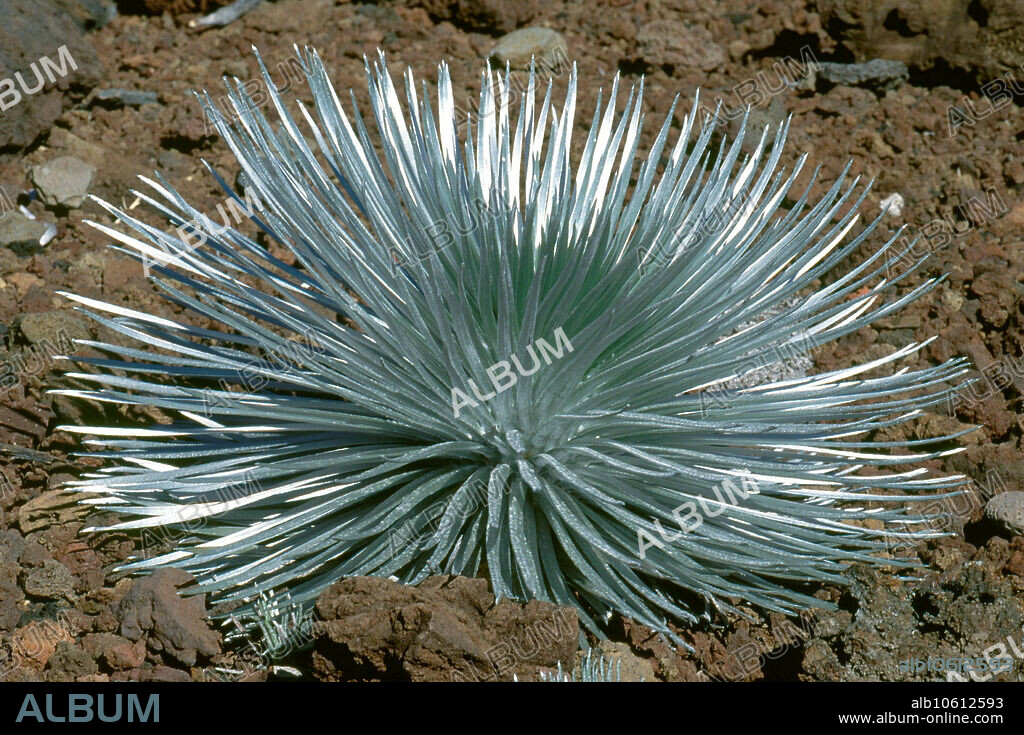 An endangered silversword plant (Argyroxiphium sandwicense) in Haleakala crater, Haleakala National Park, Maui, Hawaii.