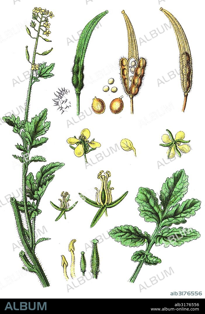 Sinapis alba, white mustard.