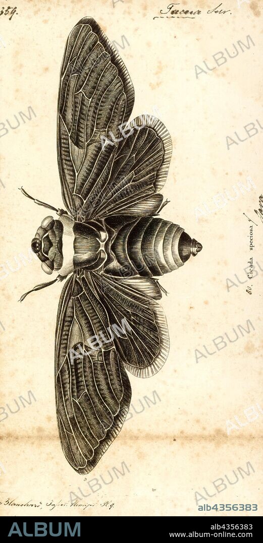 Tacua, Print, Tacua speciosa is a very large Southeast Asian species of cicada. It is the only member of its genus.