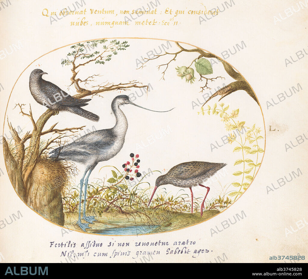 JORIS HOEFNAGEL. Animalia Volatilia et Amphibia (Aier): Plate L. Dated: c. 1575/1580. Dimensions: page size (approximate): 14.3 x 18.4 cm (5 5/8 x 7 1/4 in.). Medium: watercolor and gouache, with oval border in gold, on vellum.