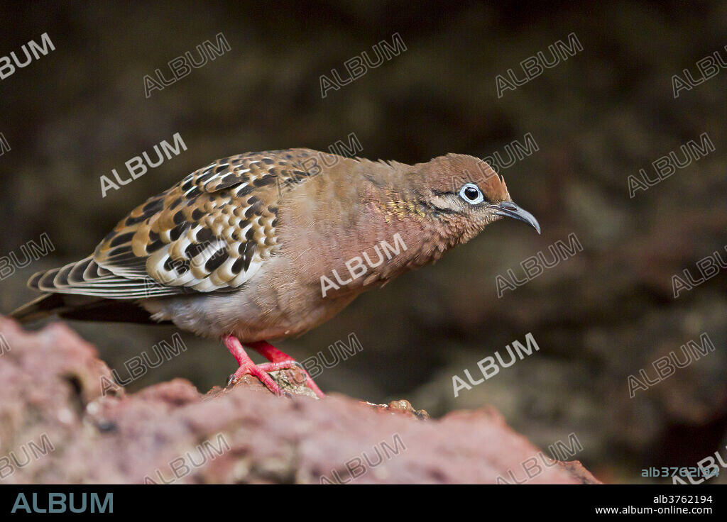Galapagos dove (Zenaida galapagoensis), Espanola Island, Galapagos Islands, UNESCO World Heritage Site, Ecuador, South America.