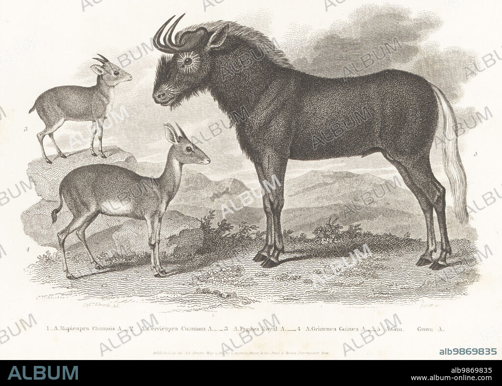 Royal antelope, Neotragus pygmaeus 3, bush duiker, Capra grimmia 4, and black wildebeest or white-tailed gnu, Connochaetes gnou 5. Copperplate engraving by J. Scott after Sydenham Edwards from Abraham Rees' Cyclopedia or Universal Dictionary of Arts, Sciences and Literature, Longman, Hurst, Rees, Orme and Brown, Paternoster Row, London, May 1, 1811.