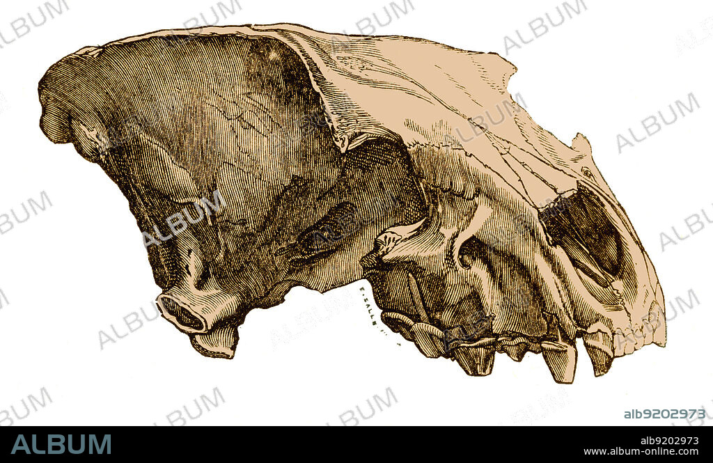 Skull of a cave hyena (Hyaena spelaea), from Louis Figuier's The World Before the Deluge, 1867 American edition. Cave hyenas, now considered a subspecies of today's spotted hyena, lived in Europe during the Pleistocene. This skull was found in a cave in England.