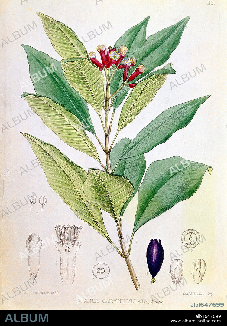 Clove, flower bud of Syzygium aromaticum (Eugenia carophyllata) tropical evergreen tree Native to Moluccas or Spice Islands, Indonesia. Dutch controlled trade during 1600s. In 1700s French smuggled out plants and broke monopoly. Clove used a flavouring in cooking. Oil of cloves used for pain relief in toothache, in germicides and perfumes. Hand-coloured engraving.