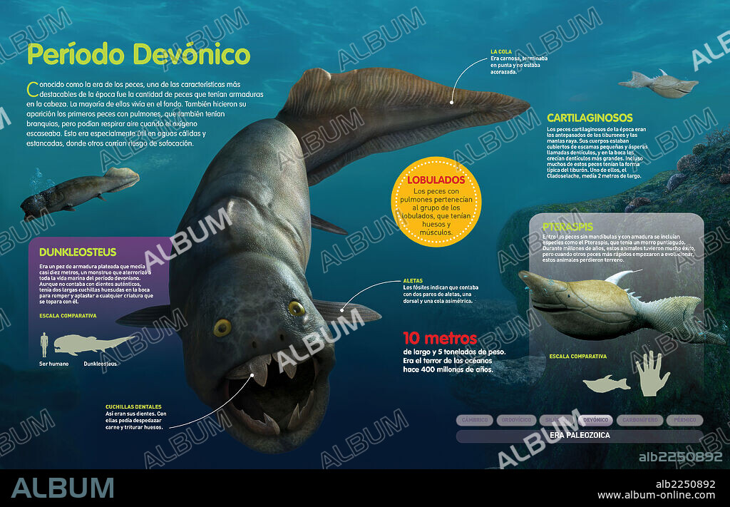 Período Devónico. Infografía de los peces que habitaron a lo largo del período Devónico (hace 416 millones de años).