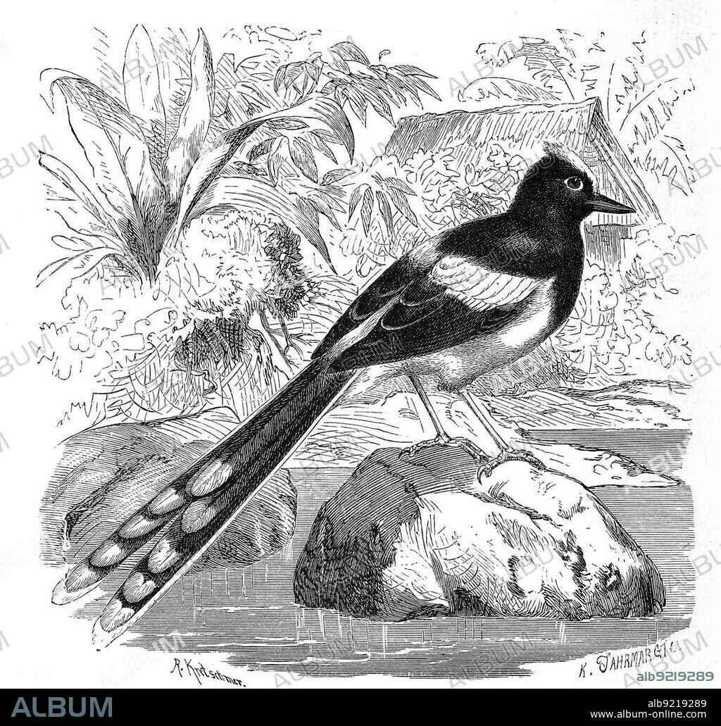 Bird, white-crowned forktail (Enicurus leschenaulti), Historic, digitally restored reproduction from a 19th century original.