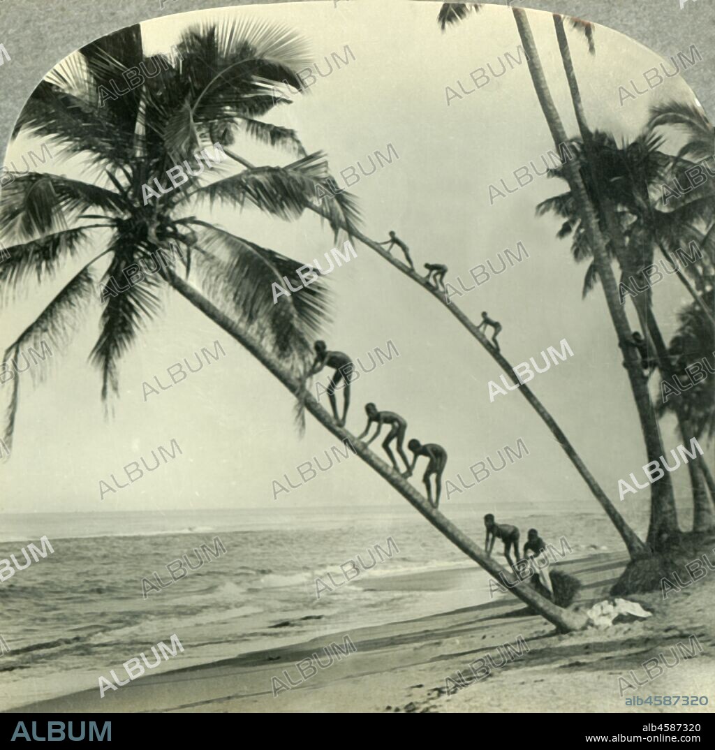 'Natives Climbing Palm Trees Overhanging an Orient Sea, Island of Ceylon', c1930s. Sri Lanka on the Indian Ocean was known from the beginning of British colonial rule as Ceylon and gained independence in 1948. From "Tour of the World". [Keystone View Company, Meadville, Pa., New York, Chicago, London].