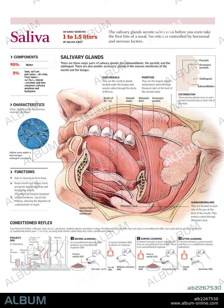 SALIVA. Infografía del funcionamiento de las glándulas salivales humanas, la composición y función de la saliva y las condiciones en que se producen las secreciones salivales.