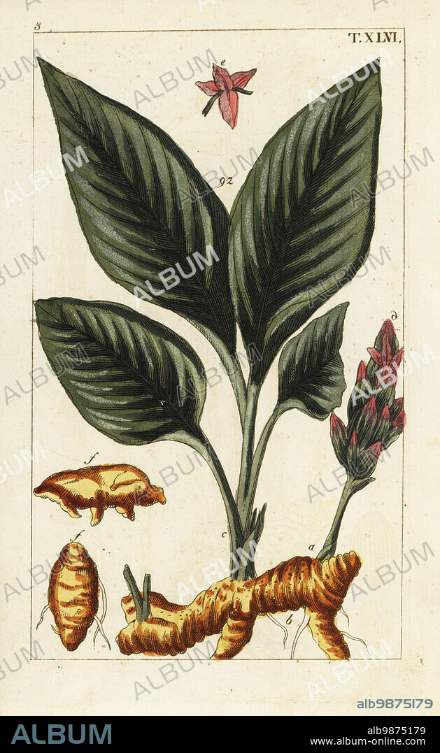 Turmeric flower, leaves and rhizome root, Curcuma longa. Used in Ayurveda, traditional Chinese medicine, food. Handcolored copperplate engraving by J. Schaly of a botanical illustration from Gottlieb Tobias Wilhelm's Unterhaltungen aus der Naturgeschichte (Encyclopedia of Natural History), Vienna, 1816.