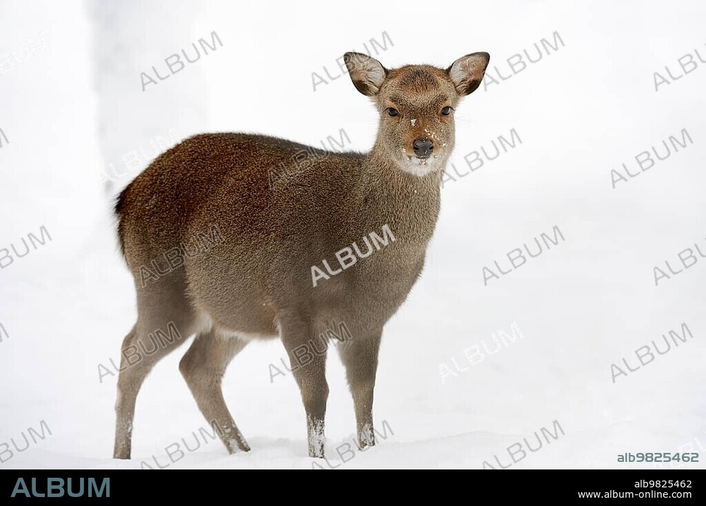 Sika Deer; Spotted Deer or Japanese Deer (Cervus nippon nippon); female in winter; native to Japan; North Rhine-Westphalia; Germany; Europe.