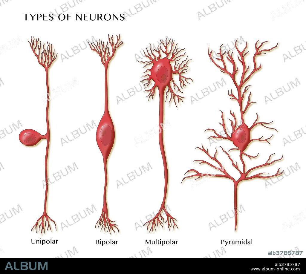 Illustration showing the 4 types of neurons. From left to right: unipolar, bipolar, multipolar, and pyramidal.
