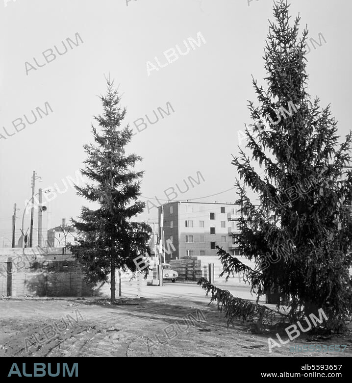 Berlin, 4. Dezember 1961. Mauerbau. Weihnachtsbäume am Grenzübergang Heinrich-Heine-Straße / Ecke Sebastianstraße. Foto.