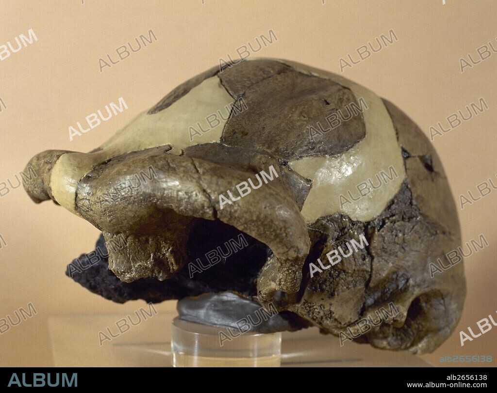 PREHISTORIA. PALEOLITICO. "HOMO ERECTUS" (1,5 millones a 100.000 años de antigüedad). Capacidad craneana de 1.000 cm3 de media. Reproducción CRANEO OH 9. Yacimiento de Olduvai (Tanzania). Africa.
