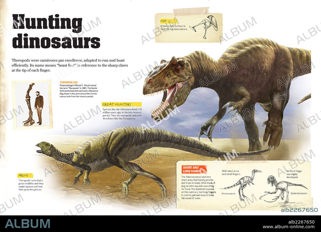 Dinosaurios cazadores. Infografía sobre los dinosaurios cazadores como el Allosaurus, que vivió a finales del Jurásico.