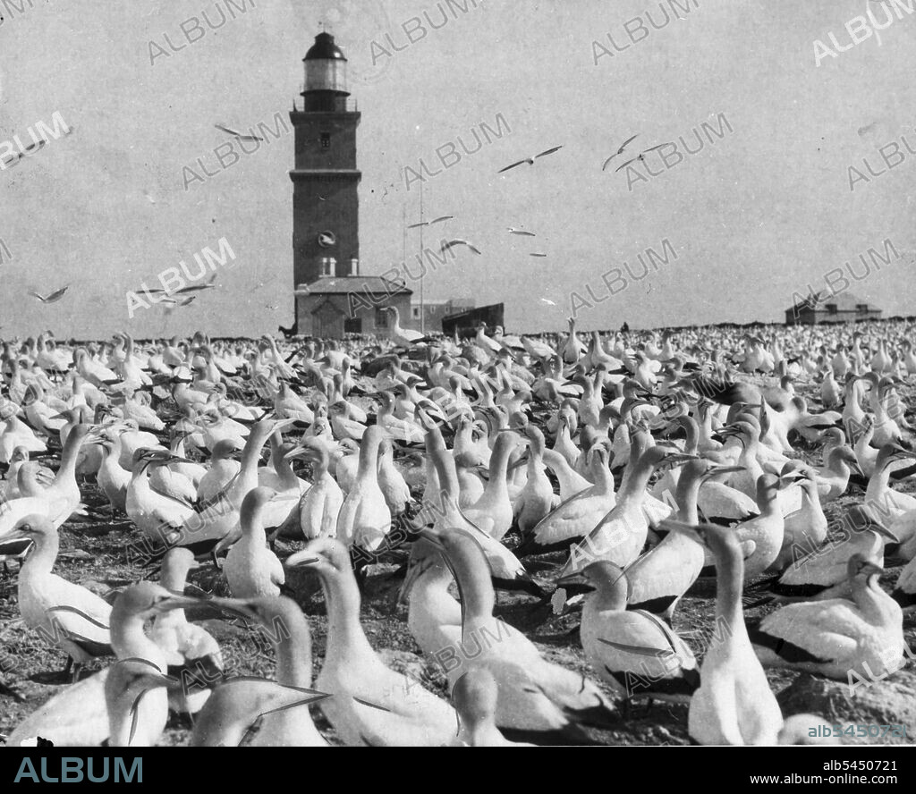 where Thousands Of Birds Find A Nesting Place.Bird Island,  port Elizabeth South Africa... Photo shows a view of some of the countless thousands of bird of all bright  plumages who annually nest on bird Island during the mating season. This Island is located but 34 miles out of port Elizabeth keepers on the island see other people from the mainland but once a month. September 10, 1928. (Photo by M. G. M News Photo).