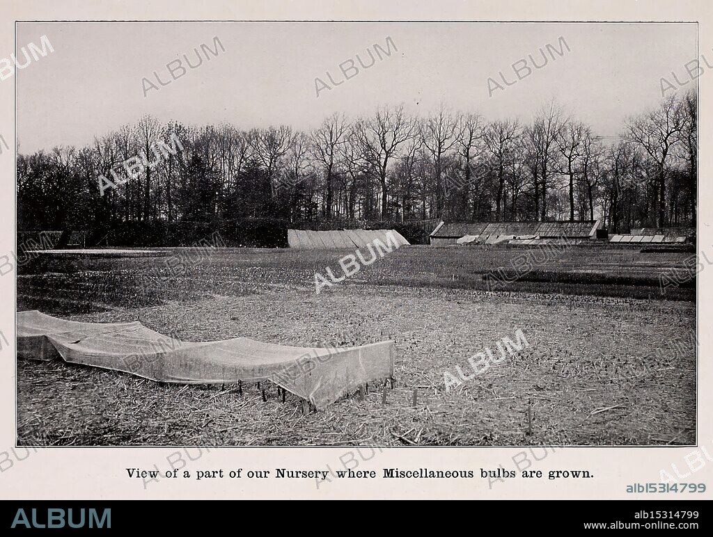 Catalogue of Dutch bulbs, Lisse, Holland, J.J. Grullemans & Sons, flowers, Netherlands, catalogs, Lisse, nursery stock, nurseries, horticulture, bulbs, plants, Grullemans, J.J. & Sons, A serene landscape featuring rows of carefully arranged planting beds, where various types of bulbs are cultivated. In the foreground, a long, wavy sheet of fabric appears to be protecting the beds from the elements. The background is lined with trees, creating a natural boundary that frames the scene, while several structures, likely greenhouses or storage sheds, are positioned off to one side. The setting reflects a cultivated agricultural area dedicated to the growth of miscellaneous bulbs, showcasing both the organization of the planting process and the surrounding natural beauty.