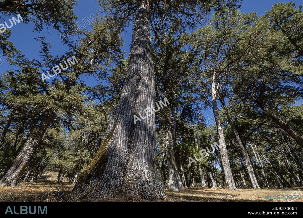 sabinas albares (Juniperus thurifera), Espacio Natural del Sabinar de Calatañazor, Soria, Comunidad Autónoma de Castilla, Spain, Europe.