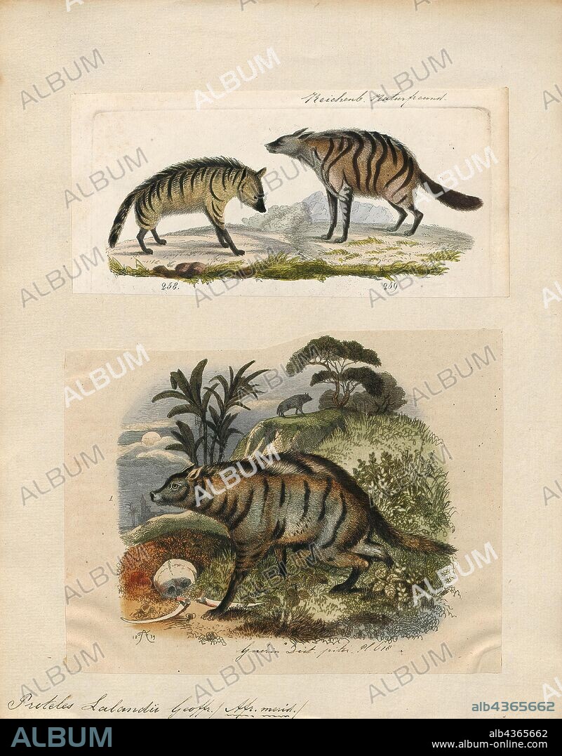 Proteles lalandii, Print, The aardwolf (Proteles cristata) is an insectivorous mammal, native to East and Southern Africa. Its name means "earth-wolf" in Afrikaans and Dutch. It is also called "maanhaar-jackal" (Afrikaans for "mane-jackal"), "ant hyena" or civet hyena, based on its habit of secreting substances from its anal gland, a characteristic shared with the African civet. The aardwolf is in the same family as the hyena. Unlike many of its relatives in the order Carnivora, the aardwolf doesn't hunt large animals. It eats insects and their larvae, mainly termites; one aardwolf can lap up as many as 250, 000 termites during a single night using its long, sticky tongue., 1700-1880.